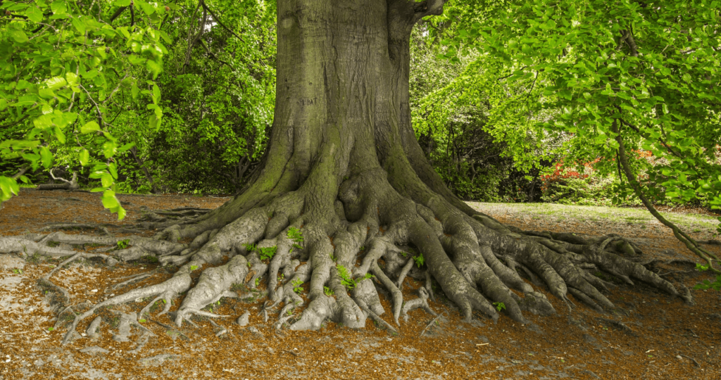 Can Tree Roots Damage a Sprinkler System